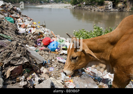 Cow eating garbage. Ganges river. Rishikesh. Uttarakhand. India Stock Photo