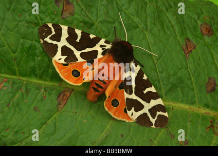 Garden Tiger Moth - Arctia caja Stock Photo