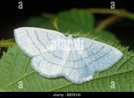 portrait of common white wave moth Cabera pusaria germany Stock Photo