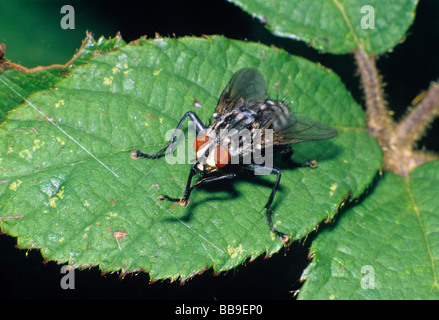 portrait of marbled grey flesh fly Sarcophaga carnaria germany Stock Photo