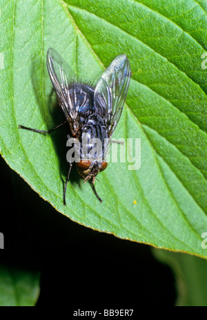 Blue Blowfly (Calliphora vicina Stock Photo - Alamy