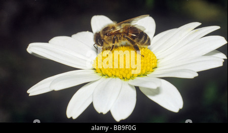 honey bee Apis mellifica Stock Photo