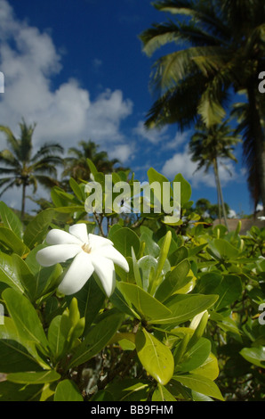 Tiare flower (Gardenia taitensis), Tahiti, French Polynesia Stock Photo
