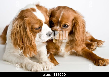 Two Cavalier King Charles Spaniel dogs Stock Photo