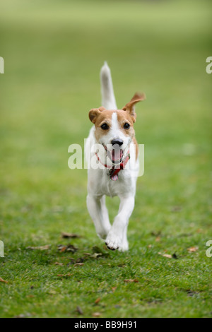 Parson Jack Russell running towards camera tail in the air Stock Photo