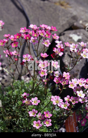 Mossy Saxifrage variety Peter Pan in a garden Cheshire England Stock Photo