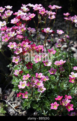 Mossy Saxifrage variety Peter Pan in a garden Cheshire England Stock Photo