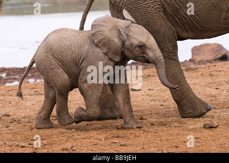 young African Elephant baby Loxodonta africana THE ARK ABERDARE NATIONAL PARK KENYA East Africa