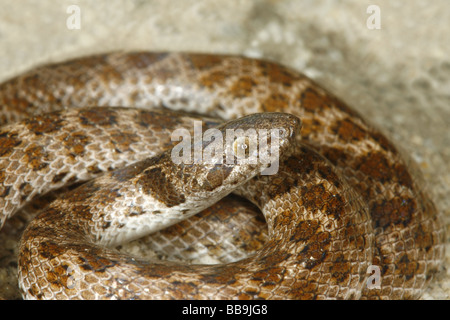 Northern Desert Nightsnake Stock Photo