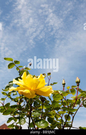 yellow rose with closed buds against a blue sky Stock Photo