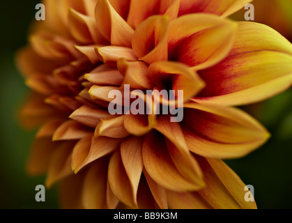 Detailed closeup of single orange dahlia