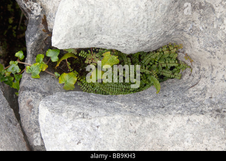 Limestone pavements Maidenhair fern Adiantum capillus veneris ivy grow Burren County Clare Ireland Eire Irish Republic Europe EU Stock Photo