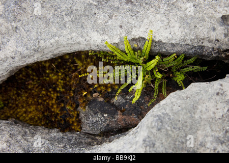 Limestone pavements Maidenhair fern Adiantum capillus veneris Burren County Co Clare Ireland Eire Irish Republic Europe Stock Photo