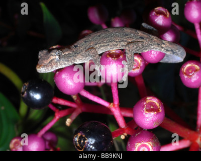 Mourning gecko (Lepidodactylus lugubris) in a suburban garden, Cairns, north Queensland, Australia Stock Photo
