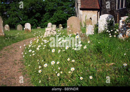 Oxeye daisies, Leucanthemum vulgare, in a Norfolk, United Kingdom, churchyard. Stock Photo
