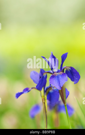 Iris sibirica, ' Camberley '.  Siberian iris Stock Photo