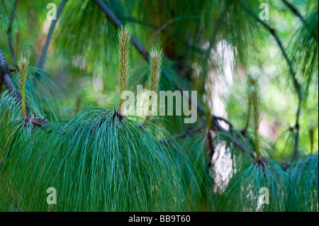 Pinus Montezumae. Montezuma pine tree foliage in spring Stock Photo