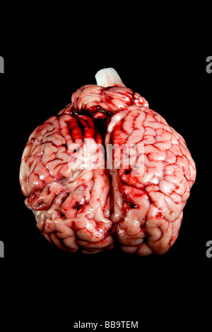 Brain Cow brain Stock Photo