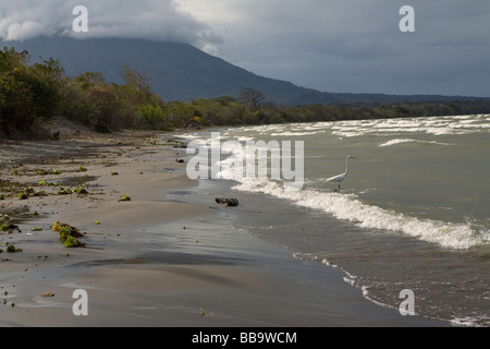 A heron garza fishes in the choppy waves of Lake Cocibolca on la Isla de Ometepe Nicaragua Stock Photo
