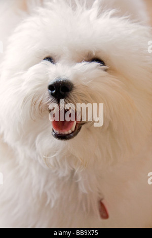 Portrait of a Coton de Tulear puppy dog Stock Photo