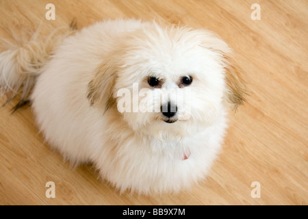 Coton de Tulear puppy dog Stock Photo