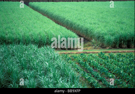 Sugar Cane Crop Dulguigan Flood Plain Tweed Valley Murwillumbah New South Wales Australia Stock Photo