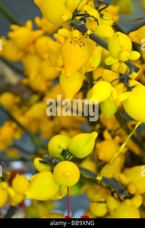 Solanum mammosum (nipple fruit), Chinese New Year Stock Photo