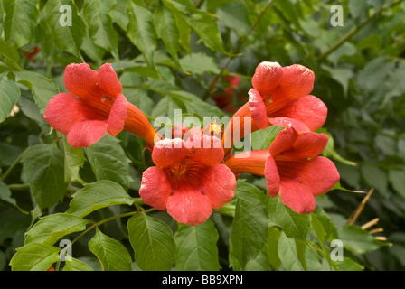 Trumpet Vine Campsis radicans, Begoniaceae Stock Photo