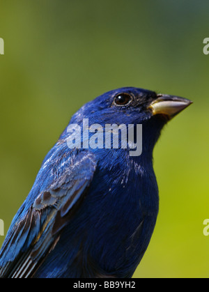 Close-up Of An Indigo Bunting (passerina Cyanea) Perching On A Tree 