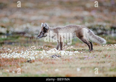 Arctic Fox Vulpes lagopus seeking food in Svalbard Stock Photo