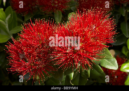 Pohutukawa Flowers Dunedin Otago South Island New Zealand Stock Photo