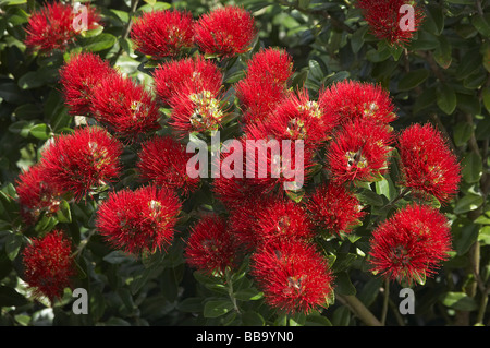 Pohutukawa Flowers Dunedin Otago South Island New Zealand Stock Photo