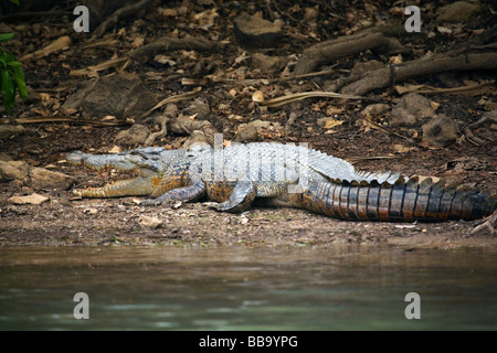 Saltwater crocodile (Crocodylus porosus) in the Mary River Wetlands.  Mary River National Park, Northern Territory, AUSTRALIA Stock Photo