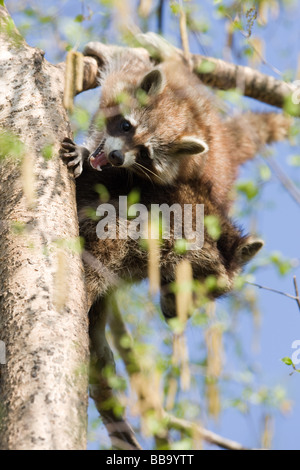 two Common raccoon fighting - Procyon lotor Stock Photo