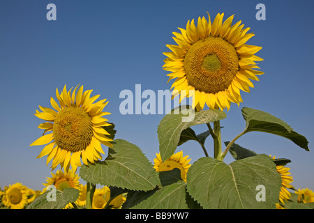 Campo de Girasoles Andalucía España Sunflowers Field Andalusia Spain