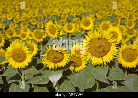 Campo de Girasoles Andalucía España Sunflowers Field Andalusia Spain