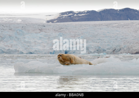 Bearded Seal sitting on a floating pack of ice in front of a glacier Spitsbergen Stock Photo