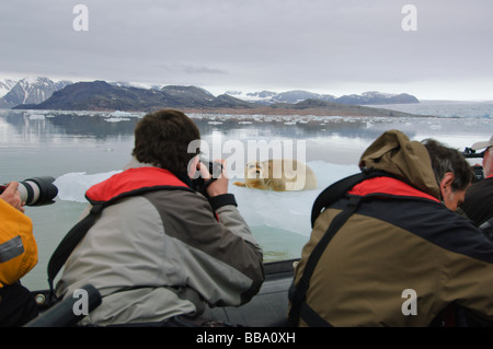 Taking photographs of a Bearded Seal sitting on a floating pack of ice in front of a glacier Spitsbergen Stock Photo