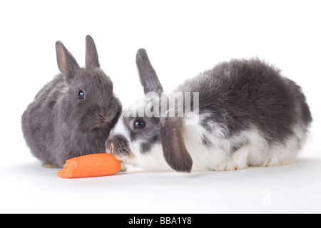 two bunny and a carrot isolated on white Stock Photo