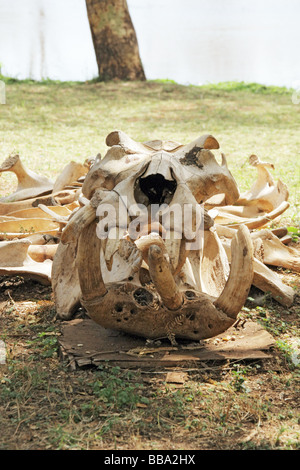 A hippo skeleton in the grounds of Ziwani tented lodge Tsavo National Park Kenya Stock Photo