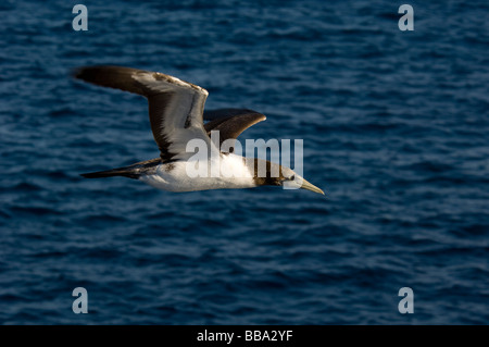 Immature Brown Booby Sula leucogaster in flight Clipperton Island France Mexico Stock Photo
