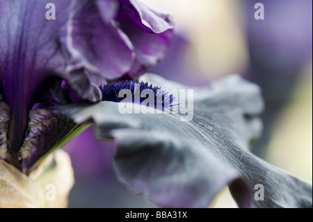 Bearded iris 'hello darkness' flower Stock Photo