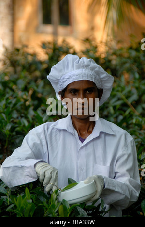Portrait, Singhalese woman at tea harvest, tea plucker picking tea leaves for white tea with gloves and scissors, Handunugoda T Stock Photo