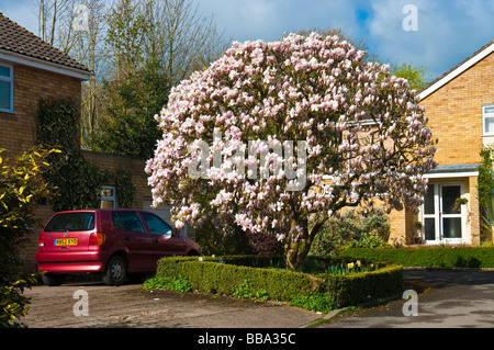Magnificent shaped magnolia tree in full blossom in April Stock Photo