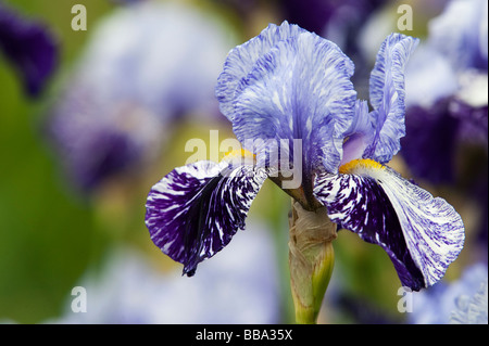 Bearded iris 'millenium falcon' flower Stock Photo