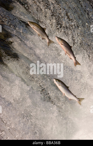 Sockeye Salmon jumping up waterfall to spawn Oncorhynchus nerka Katmai National Park Alaska Stock Photo