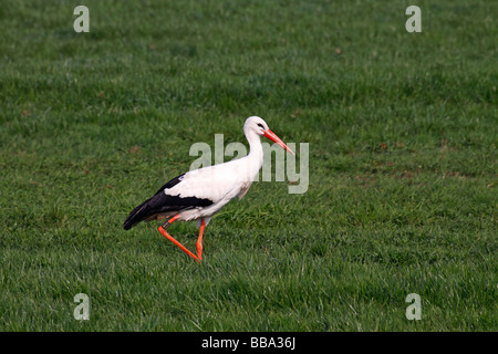 Ringed white stork (Ciconia ciconia) foraging on a meadow in the Eider-Treene-Sorge lowland, nature reserve Alte Sorge-Schleife Stock Photo