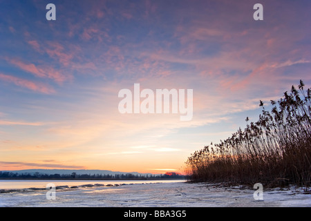 Frozen lake, red evening light, Reed (Phragmites communis), Lake Constance, Markelfingen, Radolfzell, County of Constance, Bade Stock Photo