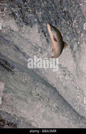 Sockeye Salmon jumping up waterfall to spawn Oncorhynchus nerka Katmai National Park Alaska Stock Photo