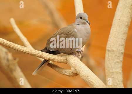 Eurasian Collared Dove (Streptopelia decaocto), in the Al Ain Zoo, Al Ain, Abu Dhabi, United Arab Emirates, Arabia, the Orient, Stock Photo
